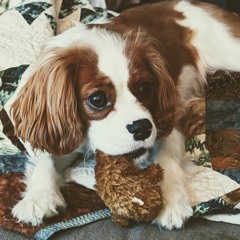 Mr Growley