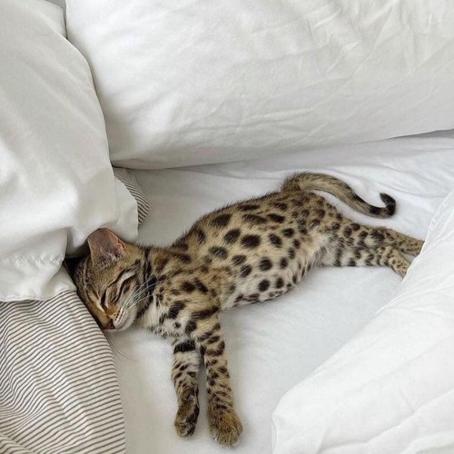 cat nap