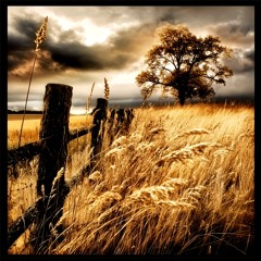 Fields & Feelings