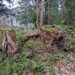 Bain Sonore dans l'Arboretum de Grand Fougeray