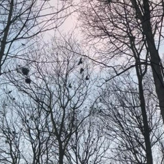 Crow Language