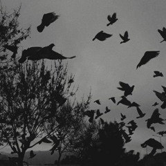 mockingbird