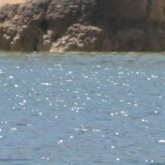 Corales sin Titulo