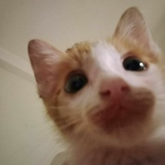 Tiếng động cơ mèo cực chill lofi học tập