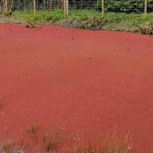 The Red Pond (2024 Version)