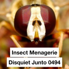 halF insecT [disquiet0494]