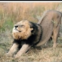 red room session  v1   p e t e r grummich