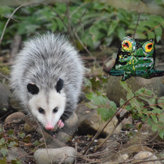 Ode to Larry the Possum