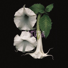 Datura