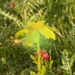 Matteo Sodano - nonsosè