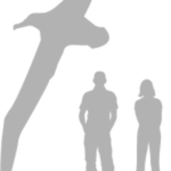 bird to a glass building demo (chopped version)