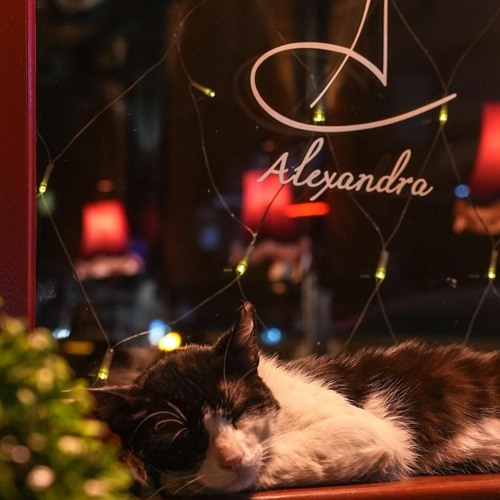 Alexandra Cocktail Bar 26.11 / Weekly #9