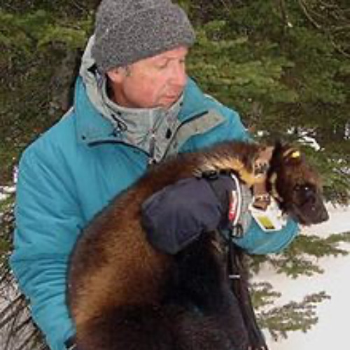 Revisit: Douglas H. Chadwick - The Wolverine