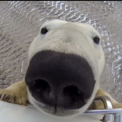 Roland, Emu, Thermin Crossover Xxl