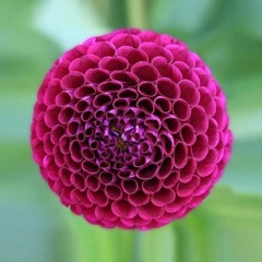 Dami Su Coro Teresa - Filugnana