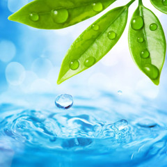 verdant