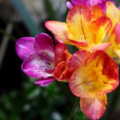 Freesia