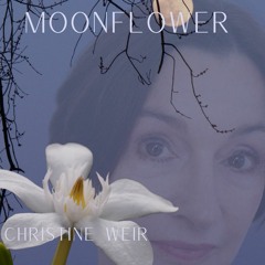 Moonflower