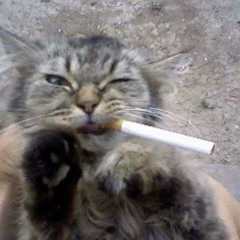 F Song (Slowed) X Serena MTV Downtown