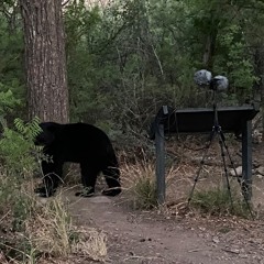 220502 · Dawn · Big Bend · Sam Nail Ranch · Texas [ Birds and a bear!]