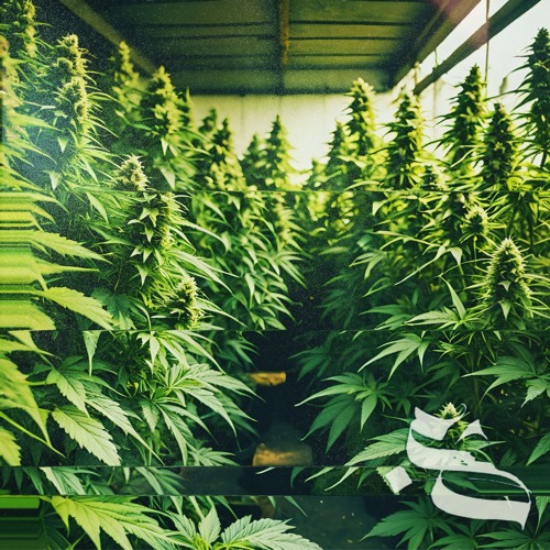 Kush anthem (Instrumental)