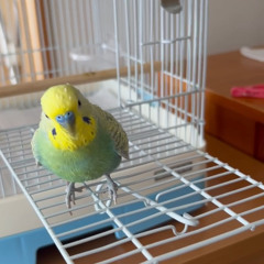 ミッドナイト清純異性交遊┊ 大森靖子 カバー