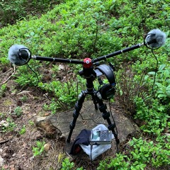 Frog Alarm - Trojanka Springs at Zielonka Forest Landscape Park