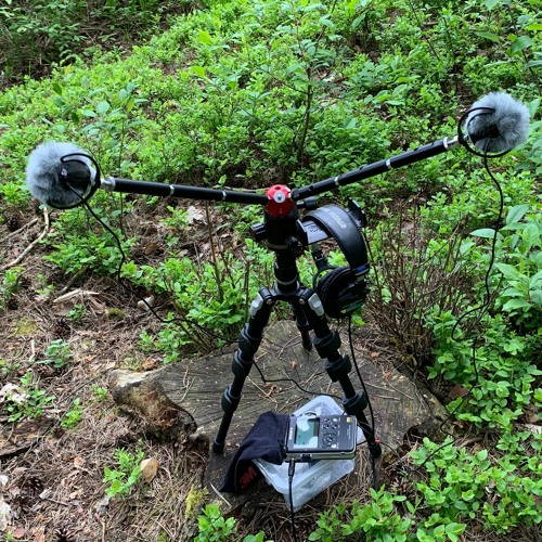 Frog Alarm - Trojanka Springs at Zielonka Forest Landscape Park