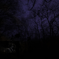 BTK (Below The Knee)