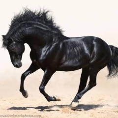 Blacked out horse