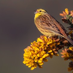 Yellowhammer Song March 23 - MixPre - 62471