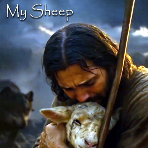 My Sheep