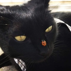 you talk to the walls when the party gets bored of you