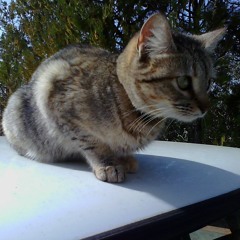 Mercedes Benz A Capella Con Bastet