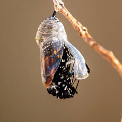 Eclosion