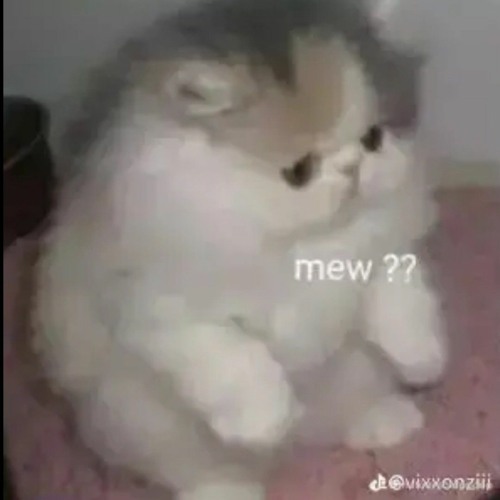 meow meow meow