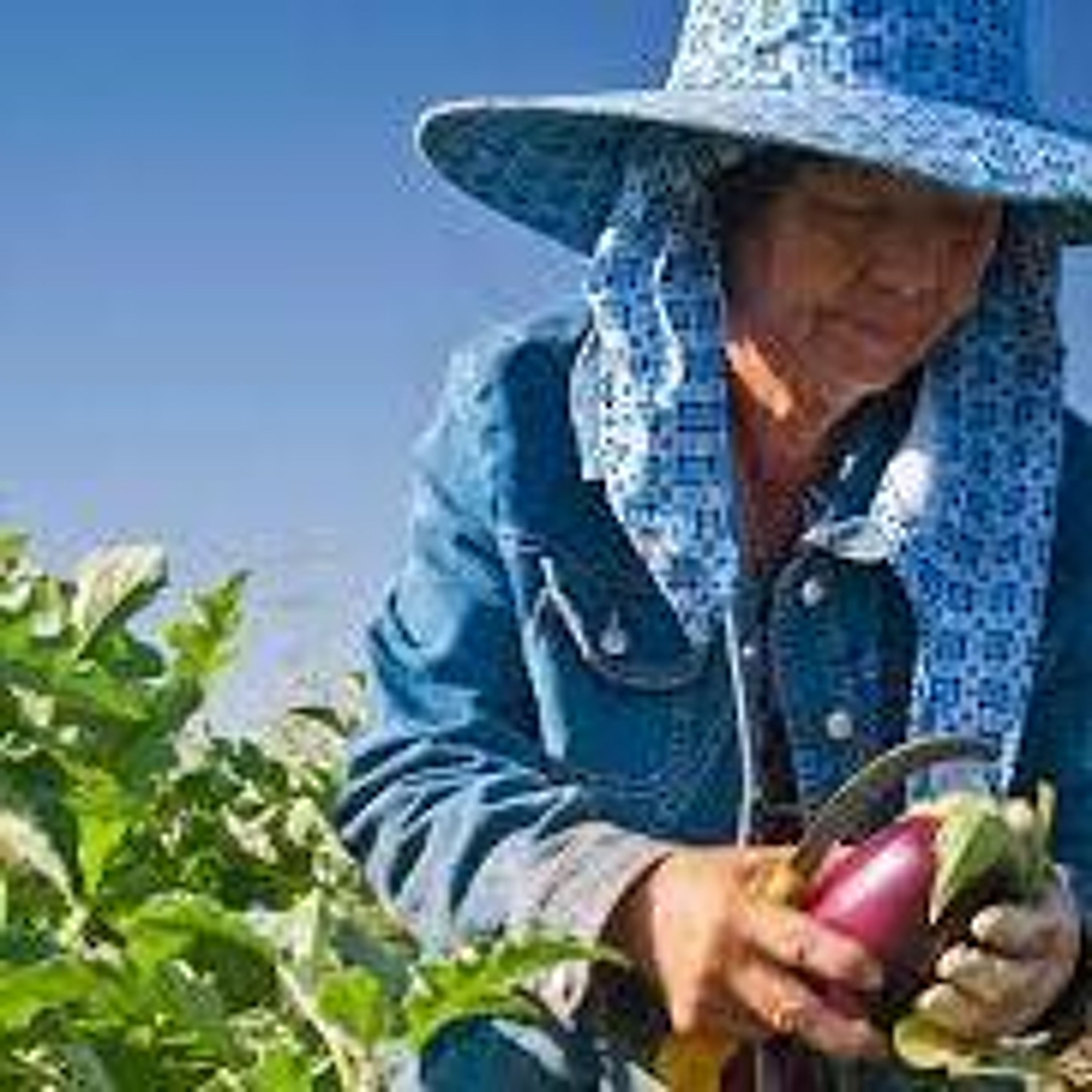 Organic Farm Stand -- Sept. 7, 2023 -- Farm Labor episode artwork