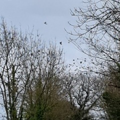 in a lane between two apple orchards listening to fieldfares and redwings