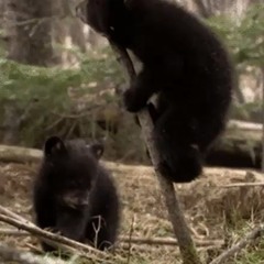 Oregon black bear | made on the Rapchat app (prod. by Empire-Soul)