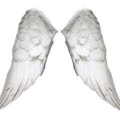 ...avec 2 ailes.