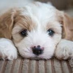 Cute Puppy Song