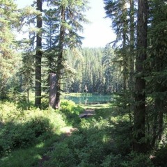 звуки природы + mid morning fog
