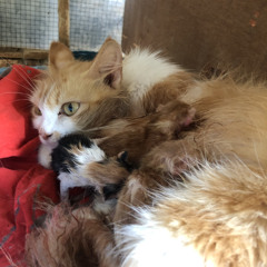 ORA ISO LALI - Sasya Arkhisna (Official Music Video Berkah Talenta)