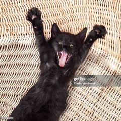 black cat (tylo)