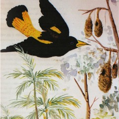 Japini Jungle Conversation