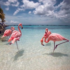 Flamingo Royal mixed by Alexander Kumm