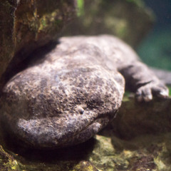 Bongo King - TECHNO DJ SET