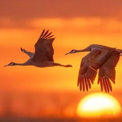 ЖУРАВЛИ    /    CRANES