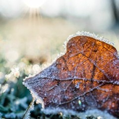 The Garden Show: Carlow Weather's Alan O'Reilly (24th April 2024)