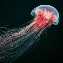 La naissance de la méduse